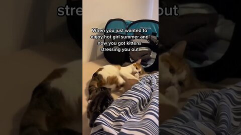 She had enough of them#fyp #cats #kittens #catsoftiktok #viral