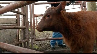 Red Heifer update - Interview with Rabbi Yitshak Mamo