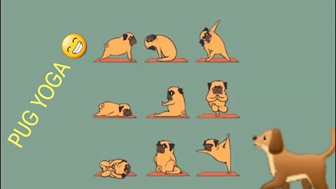 Pug Yoga | French Bulldog perfectly mimics owner's yoga moves 😍