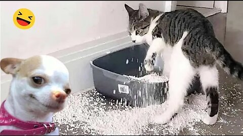 Funniest cats and dogs vedio😂- best funny vedios