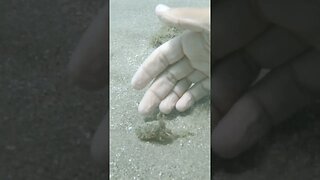 Baby cuttlefish