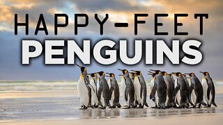 EMPEROR PENGUINS | FROZEN CONTINENT | THE FEMALE PENGUINS