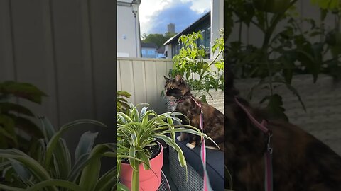 Pippa the Cat really loves being outside with the plants