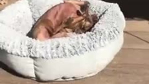 Dog loves to bask in the sun