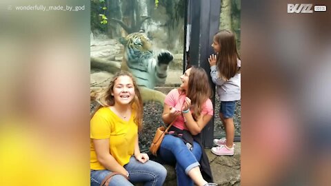 Tigre gioca con dei bambini allo zoo