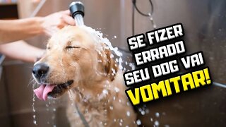 Cachorro pode comer e tomar banho? | Dr. Edgard Gomes | Alimentação natural para Cães