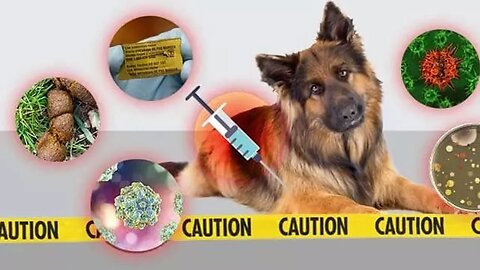 Vacinas para cães com bulas "TROCADAS" no Brasil | Dr. Edgard Gomes | Alimentação natural para Cães