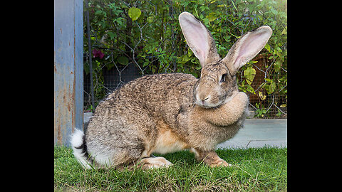 SPECIALLY COOKED WILD RABBIT,EXTREMELY DELICIOUS