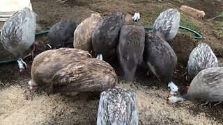 11 March 2023 Guinea fowl