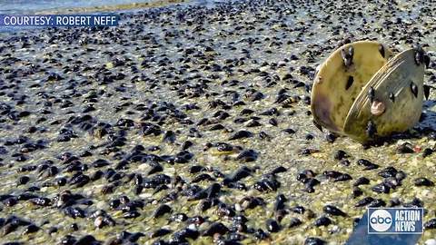 WATCH | Millions of snails wash up on Fort De Soto Beach