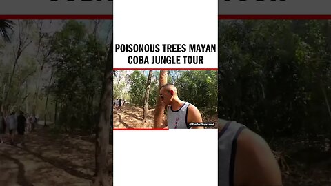 Poisonous Trees Mayan Coba Jungle Tour - #MayanJungle #Mayan #Jungle #JungleMusic #MayanTemple #Maya