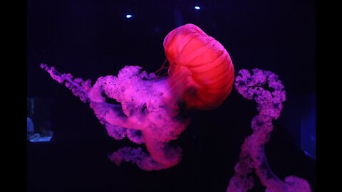 Giant jellyfish spotted