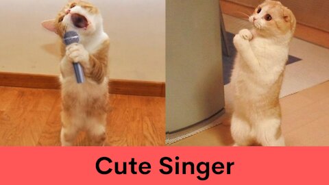 When Cat owner found out her cat can sing!! Rare Funny Moments captured