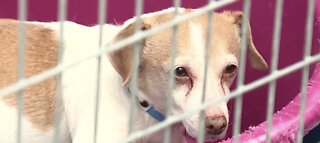 Pet adoptions extended through Sunday
