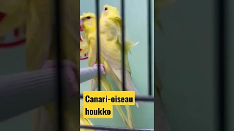 Canari-oiseau houkko