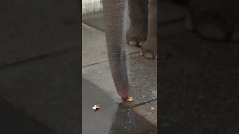 This Elephant Can Peel a Banana