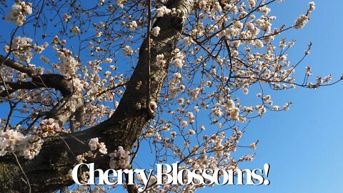 Checking out Cherry Blossoms | Ritz-Carlton Cherry Blossom Tea