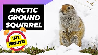 Arctic Ground Squirrel - In 1 Minute! 🐿️ A Rare Animal Found In The Arctic | 1 Minute Animals