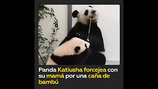 Panda Katiusha intenta arrebatarle la comida a su madre