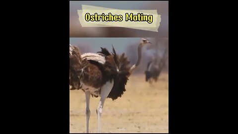 Ostrich Mating #shorts
