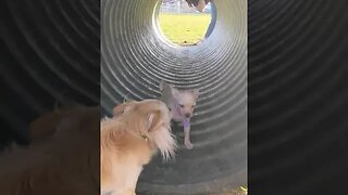 Miley tried out the tunnel at the dog park #puppy #youtubeshorts #shorts