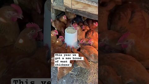 The meat chickens LOVE to eat #animals #vlog #shorts