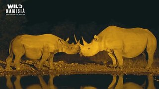 Trailer E08 - WHITE AND BLACK RHINO SIGTHINGS AT ONGAVA