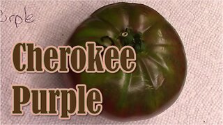 Tomato Review: Cherokee Purple