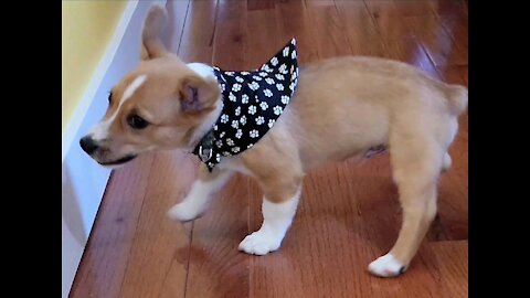 Puppy's new Bandana