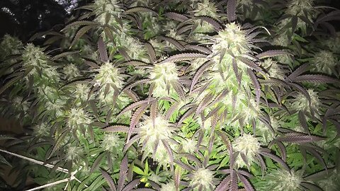 week 6 of Bloom Cannabis