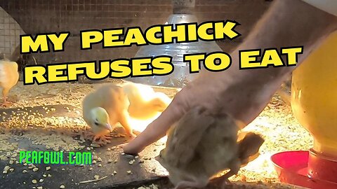 My Peachick Refuses To Eat, Peacock Minute, peafowl.com