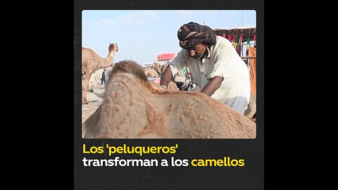 Los camellos son esquilados y teñidos con henna antes de las fiestas