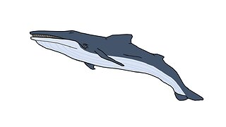 Giglioli's Whale