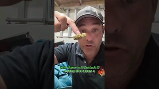 Dykstra Greenhouse Animal Face a Legal Canadian Cannabis purchase from 418 Richmond Rd Ottawa Canada