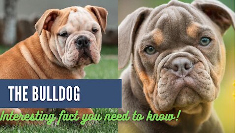 The Bulldog - Interesting FACTS you need to know!🐶