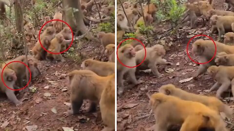 Monkey war 🐒....