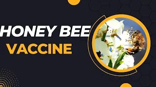 USDA Approves Vaccine For Honey Bees || Honey Bee Vaccine