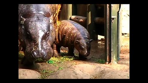 Rare Pygmy Hippo Born In Chile