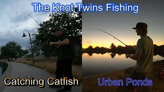 Catching Catfish - Urban Ponds in AZ!