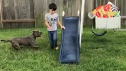Playful pit bull follows kid's every move