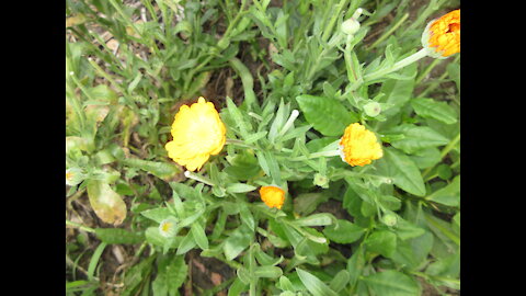 Come Steep Yourself in Sunshine Calendula August 2021