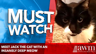 Meet Jack the cat with an insanely deep meow