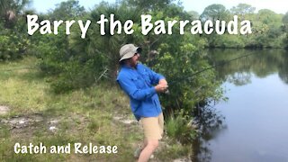 Barry the Backwater Barracua