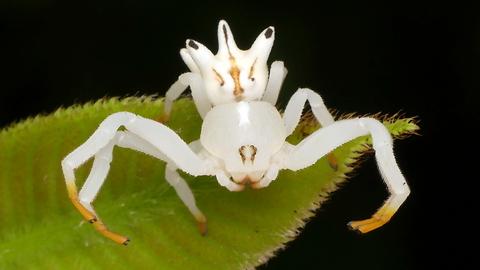 Unique spider mimics flower to attract prey