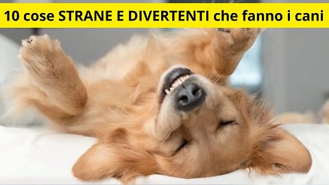 10 cose STRANE E DIVERTENTI che fanno i cani