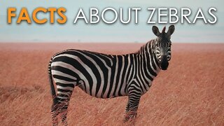 FACTS ABOUT ZEBRAS | DISCOVER WILDLIFE | NATIVE TO AFRICA | NATIONAL GEOGRAPHY