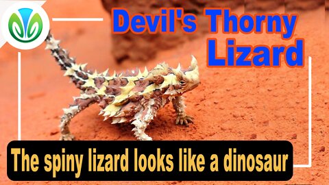 A spiny lizard that looks like a dinosaur lives in Australia | Nature VN