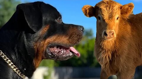 Rottweiler Vs Highland Cow