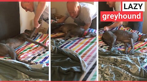 Lazy dog refuses to move when owner makes bed