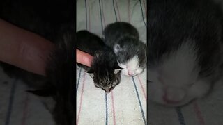 ASMR😻 | My Cat Had 2 Kittens Yesterday ! 🐈